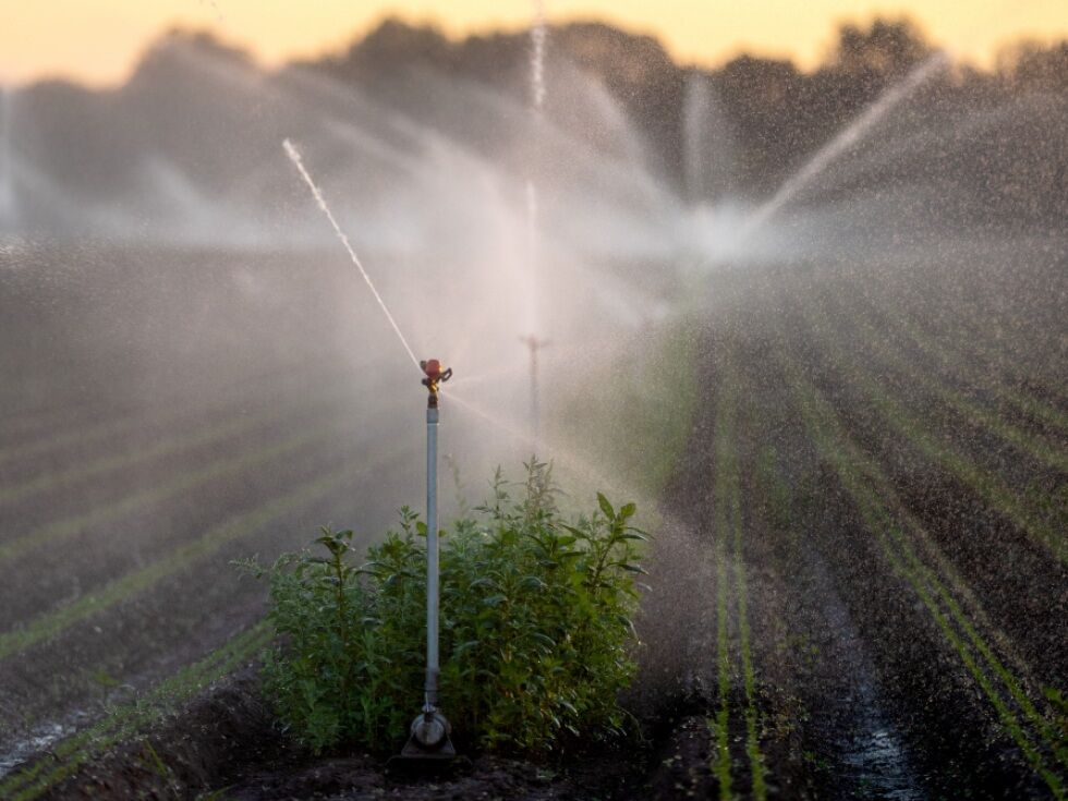 Grundwasserstände auf Tiefstand: Greenpeace will Maßnahmen
