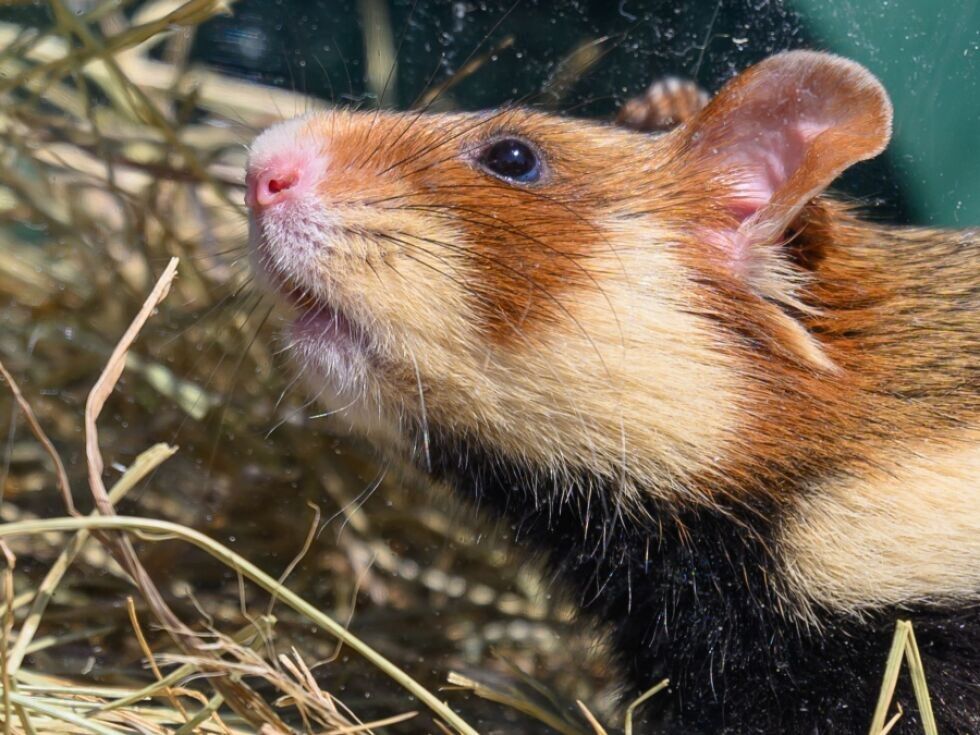 Hamster steckte mit Po fest: Feuerwehreinsatz in München