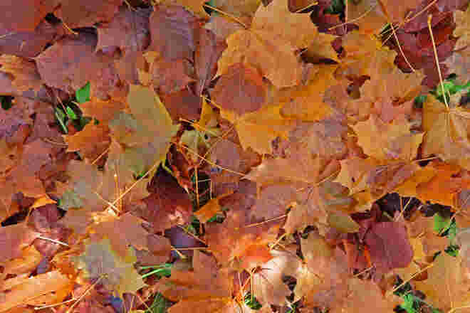 Herbst