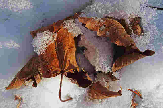 Verwelkte Blätter im Spätherbstschnee