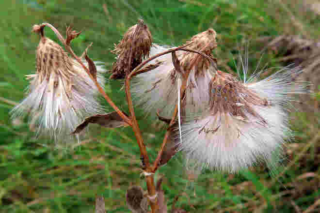 "Herbstglocken"