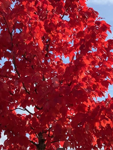 herbstliche Farbenpracht