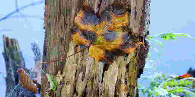 "HERBSTSYMBOL"
