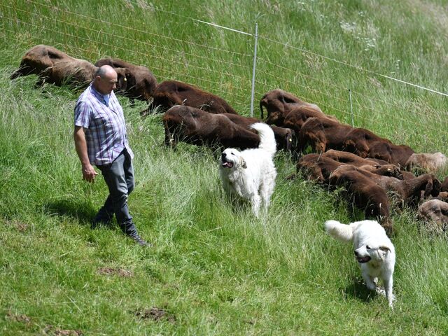 Herdenschutzhunde Maremmano-Abruzzese und Georg Höllbacher (Landwirt und Beratungsstelle für Herdenschutz), am Mittwoch, 23. Mai 2018 in Bad Vigaun.  