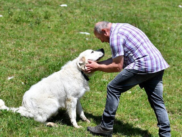 Ein Herdenschutzhund Maremmano-Abruzzese und Georg Höllbacher (Landwirt und Beratungsstelle für Herdenschutz), am Mittwoch, 23. Mai 2018 in Bad Vigaun.  