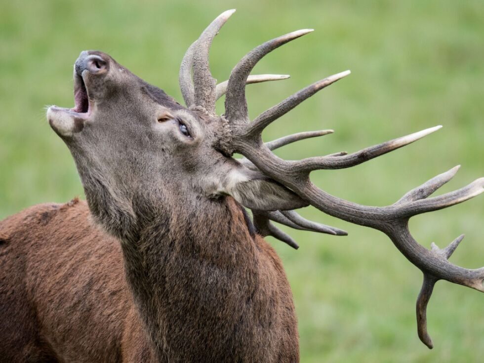 Moški hudo poškodovan v napadu jelena v Salzburgu