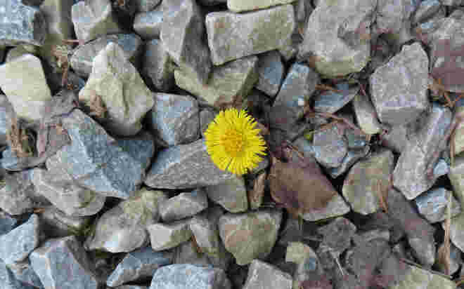 Huflattich (Tussilago farfara)