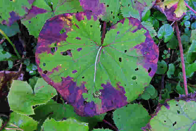 Huflattichblatt - Vorbote für den Herbst