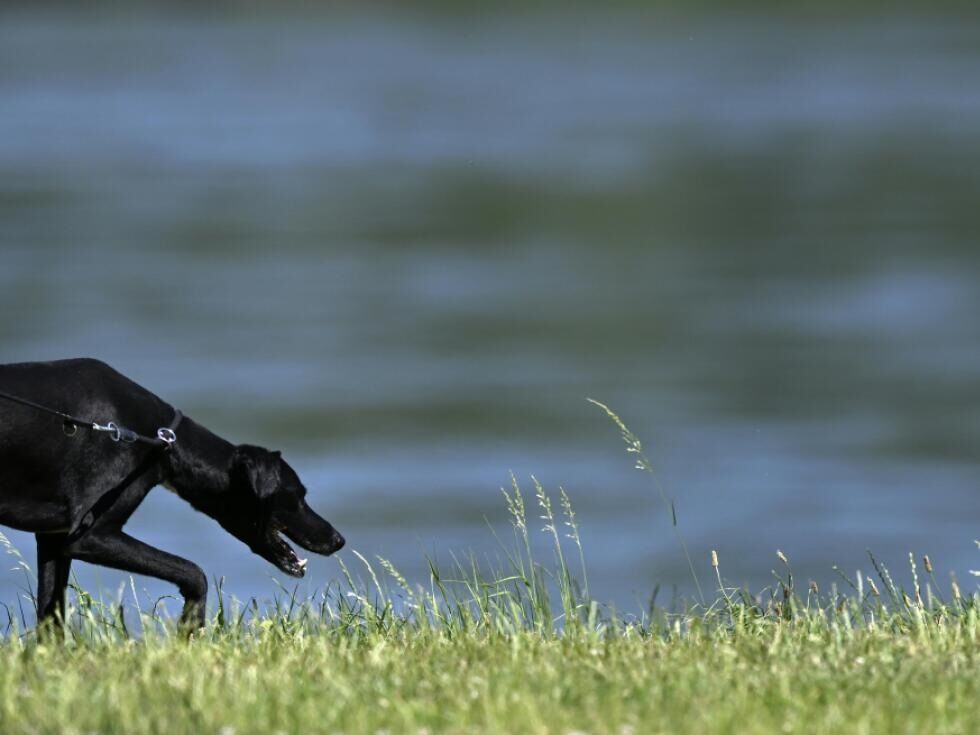 Hund beißt Elfjährigen an oberösterreichischem Badesee