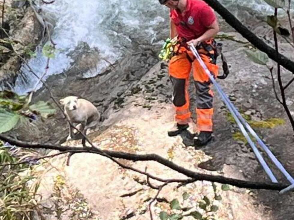 Hund knapp vor Absturz über Krimmler Wasserfälle gerettet