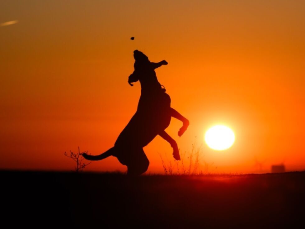 Hunde-Taxe für Südtirol-Urlaube geplant