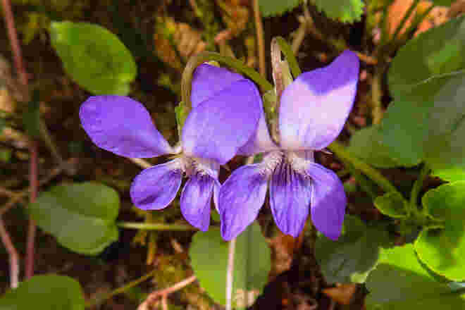 Hundsveilchen - viola canina
