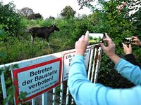 Hype um Elch Emil: Taugt der Elch auch als Haustier? Was die SN-Tierärztin sagt