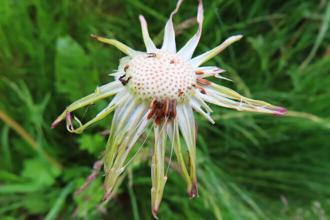 Löwenzahn: Blüh- und Verblühstadium 3