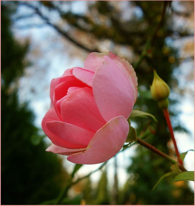 Freude machen will ich . . . 