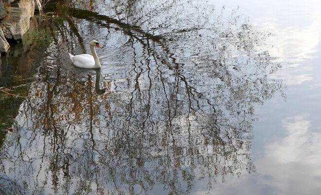 "IM SPIEGEL DES HERBSTBAUMS" 