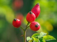 Im Einklang mit der Natur garteln