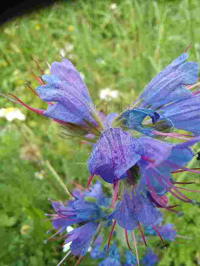 BLUMENWIESE 