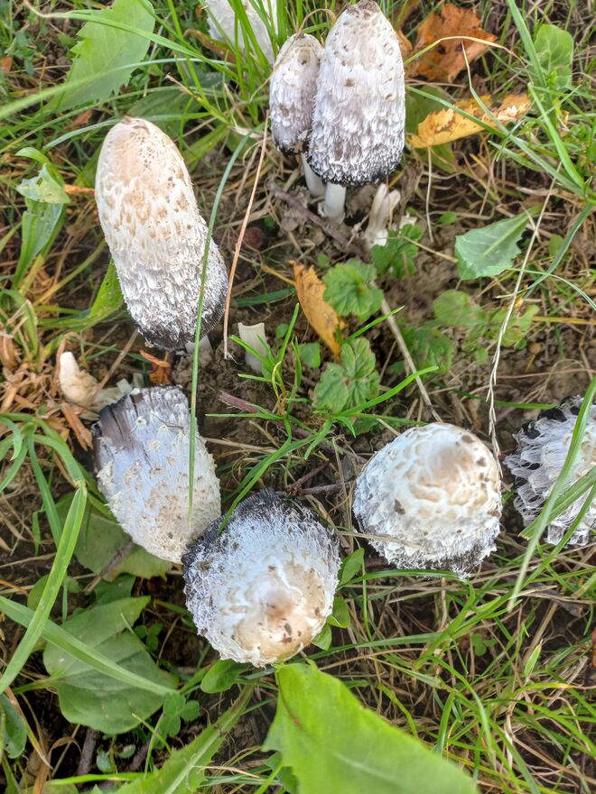 KREUTER TINTLINGE AUF DER WIESE 