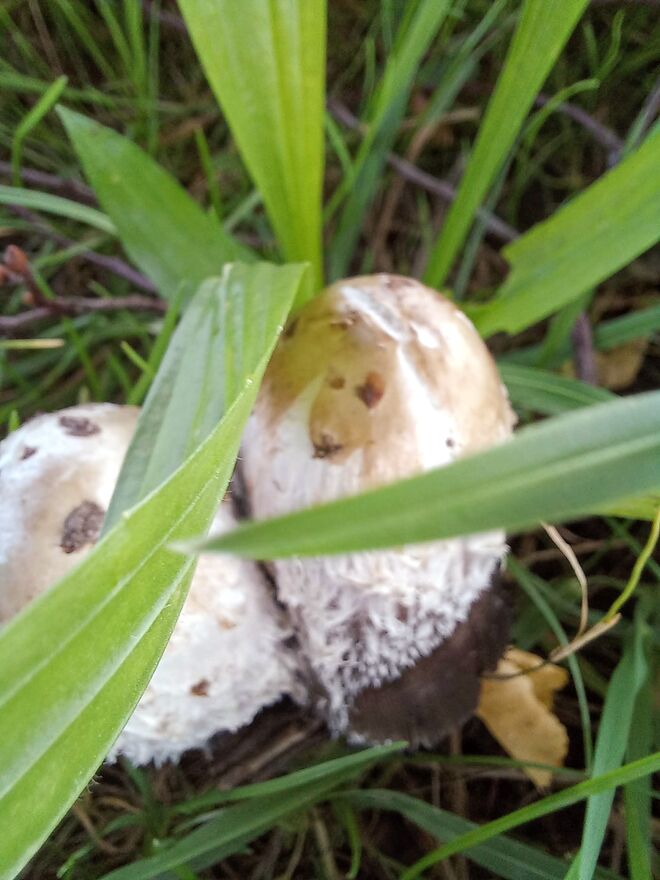 WIE ZWILLINGE AUF DER WIESE 