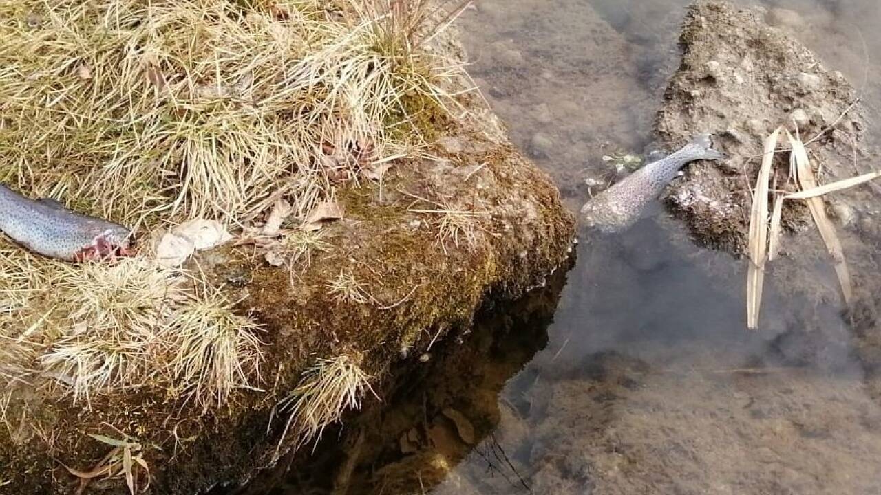 Die Spurendes Otters an der renaturierten oberen Glan. 
