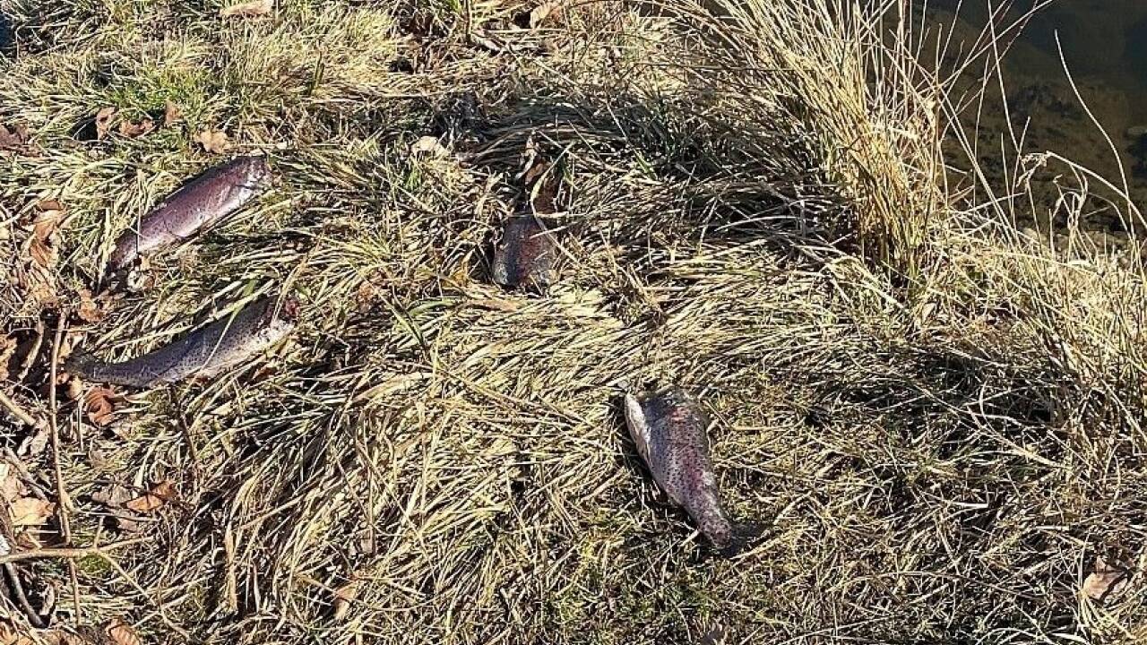 Die Spurendes Otters an der renaturierten oberen Glan. 