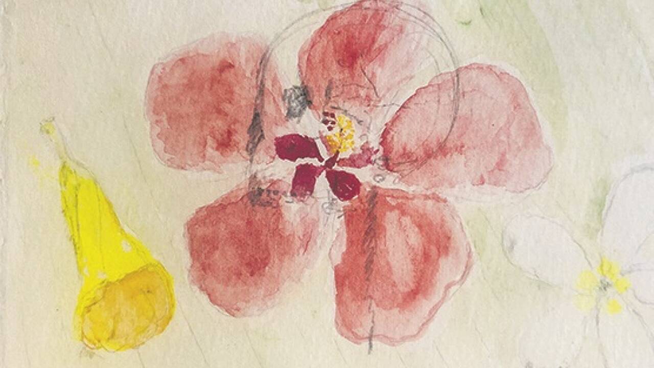 Bernd Koller: Er studierte Malerei bei Arnulf Rainer an der Akademie der bildenden Künste Wien und ist für Bilder mit Aquarellfarben bekannt, die er mit Bleistift und schwarzer Kreide kombiniert.  