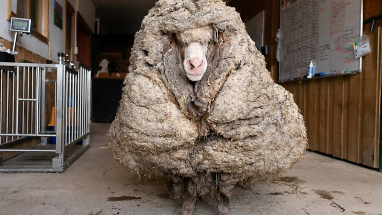 Schaf 'Baarack' wurde von einer gro§en Last befreit 