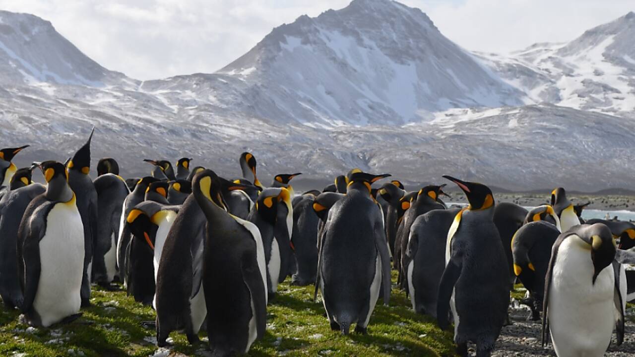 Flughafen am Südpol geplant | SN.at