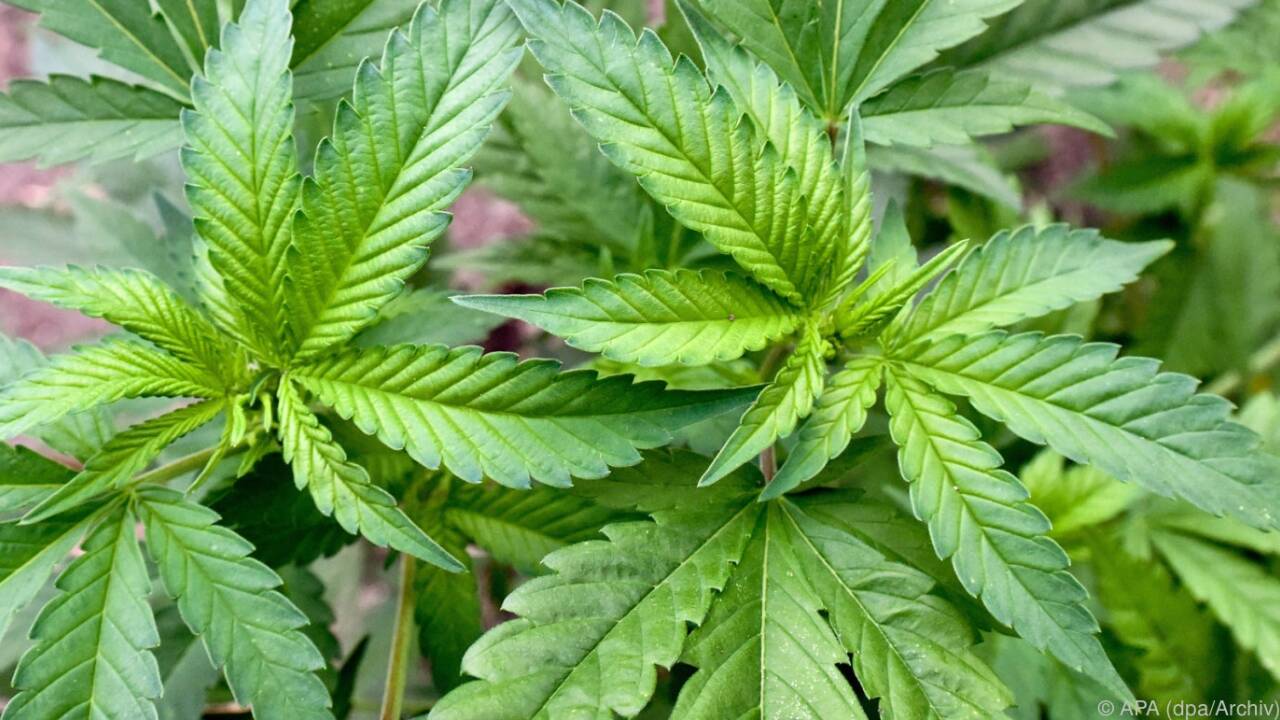 Cannabis im großen Stil hergestellt und verkauft.  
