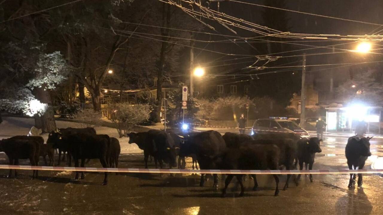 Auf Wanderschaft – Kühe aus dem privaten Tierpark in Leopoldskron. 