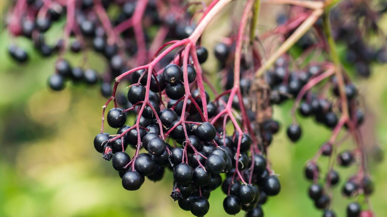 Holunderbeeren Holunderbeeren