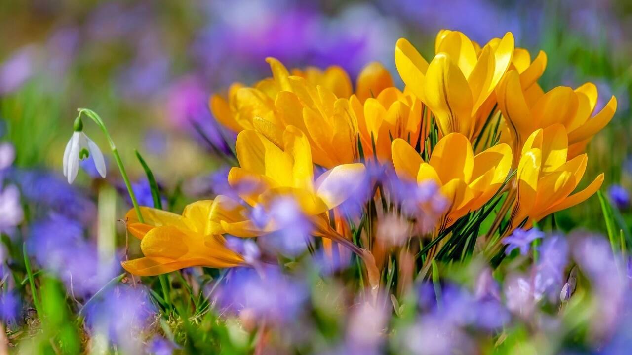 Wenn die Temperaturen steigen, zeigen sich auch diese verlässlichen Frühlingsboten: Krokusse. Wenn die Temperaturen steigen, zeigen sich auch diese verlässlichen Frühlingsboten: Krokusse.