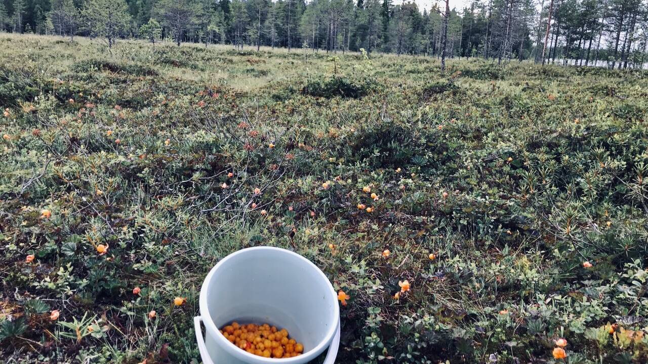 Eindrücke aus Lappland. 