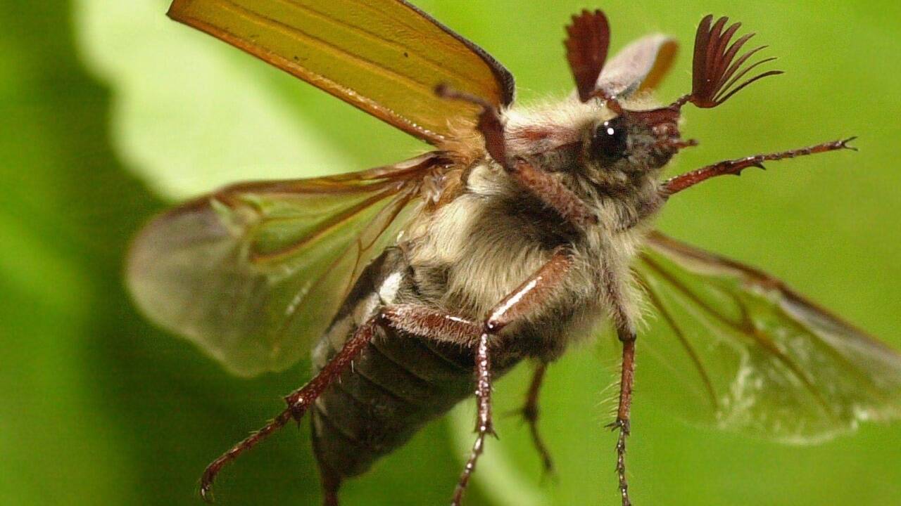 Maikäfer hebt ab – der Flugverkehr dürfte ungefähr Mitte April einsetzen und sich natürlich im Mai noch verstärken.   Maikäfer hebt ab – der Flugverkehr dürfte ungefähr Mitte April einsetzen und sich natürlich im Mai noch verstärken.