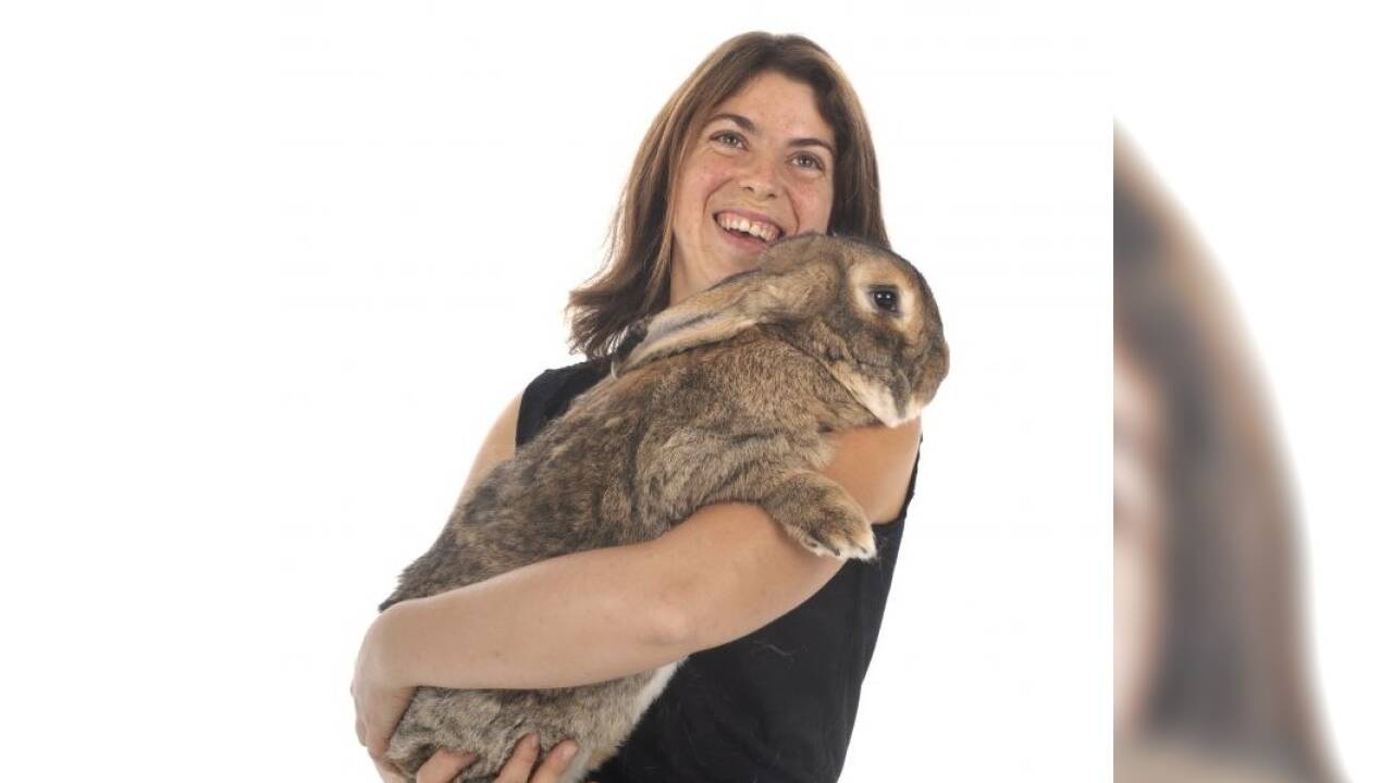 Der gigantische Hase stammt ursprünglich aus Flandern. 