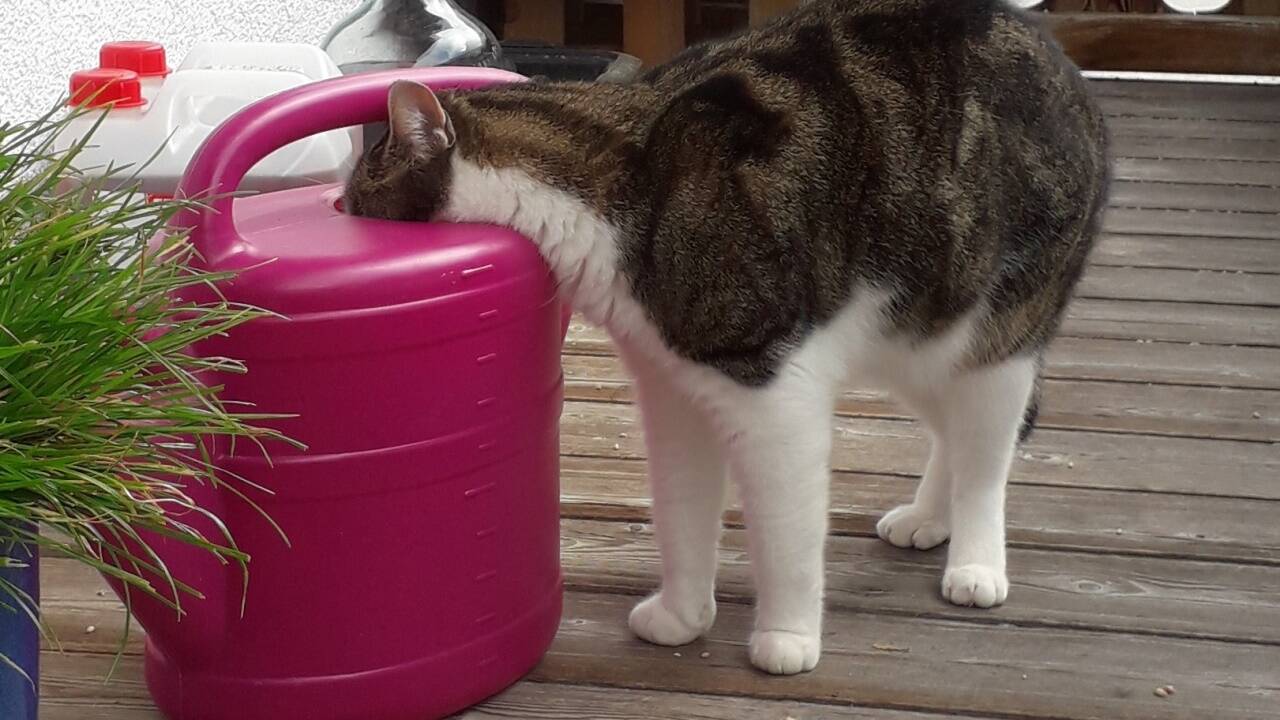 Typisch Katze: Aus dem Napf mag sie es nicht, aber aus der alten Gießkanne schmeckt es. Typisch Katze: Aus dem Napf mag sie es nicht, aber aus der alten Gießkanne schmeckt es.