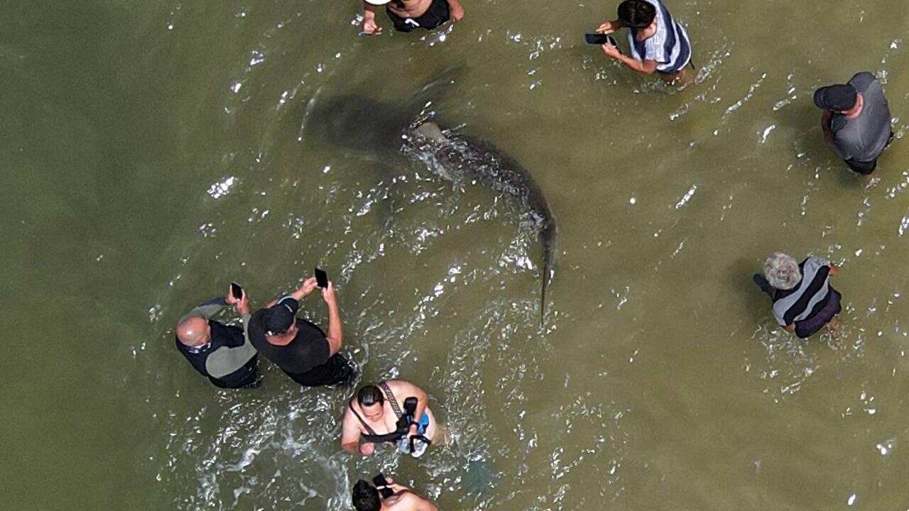 Bitte recht freundlich: Ein Hai schwimmt zwischen fotografierenden Urlaubern in Hadera.  Bitte recht freundlich: Ein Hai schwimmt zwischen fotografierenden Urlaubern in Hadera.