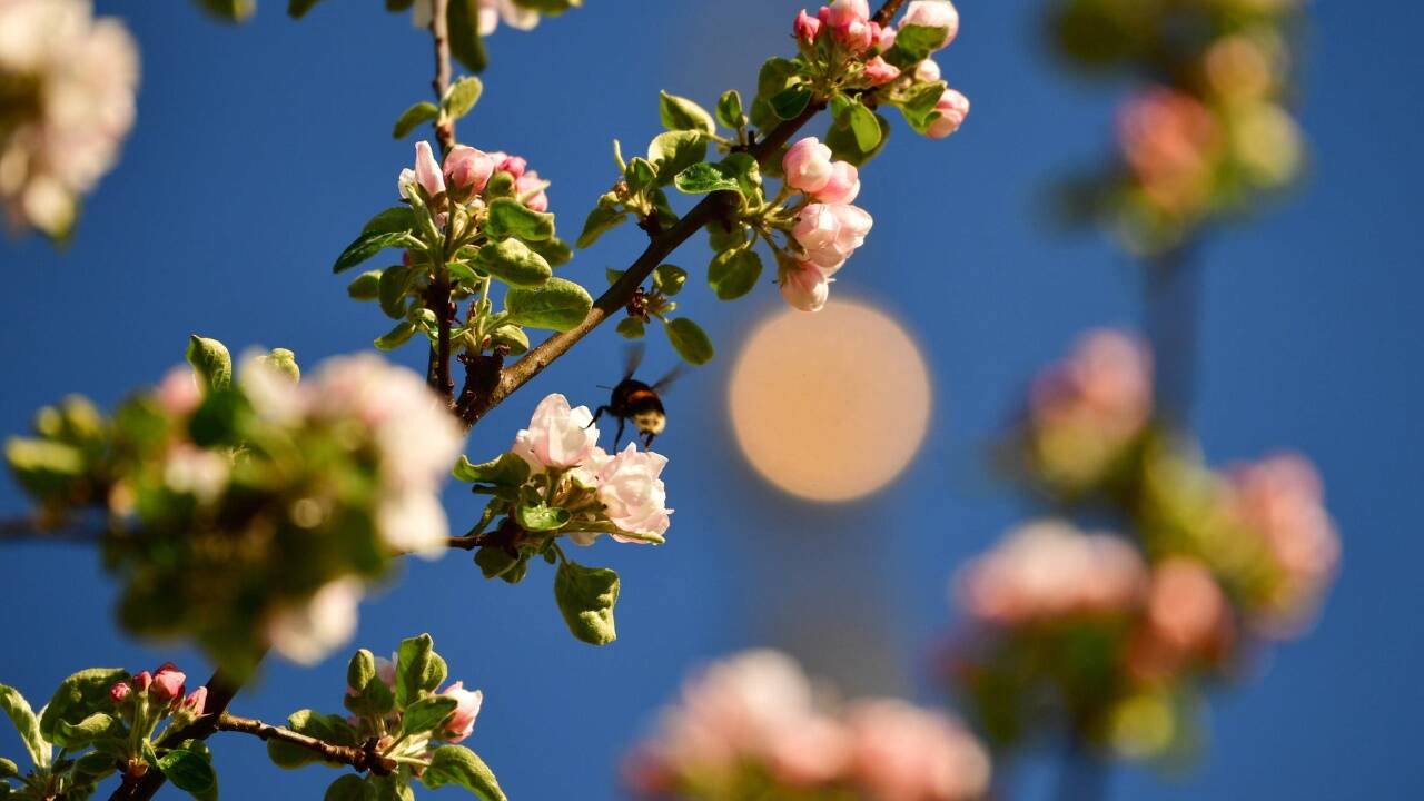 Die Blüten müssen von 12. bis 15. Mai keine Eisheiligen fürchten, prophezeit Wetterbeobachter Horst Nöbl. 