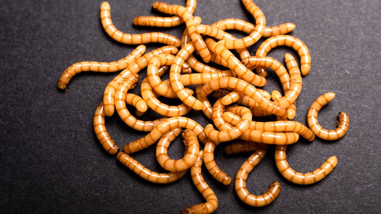 Klimafreundlich, nahrhaft, gesund: Der Mehlwurm.  Klimafreundlich, nahrhaft, gesund: Der Mehlwurm.