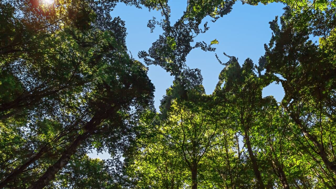 Laut Branchenangaben konnten durch den Einsatz von Wärmepumpen bereits 40,6 Megatonnen an Treibhausgasemissionen eingespart werden. 