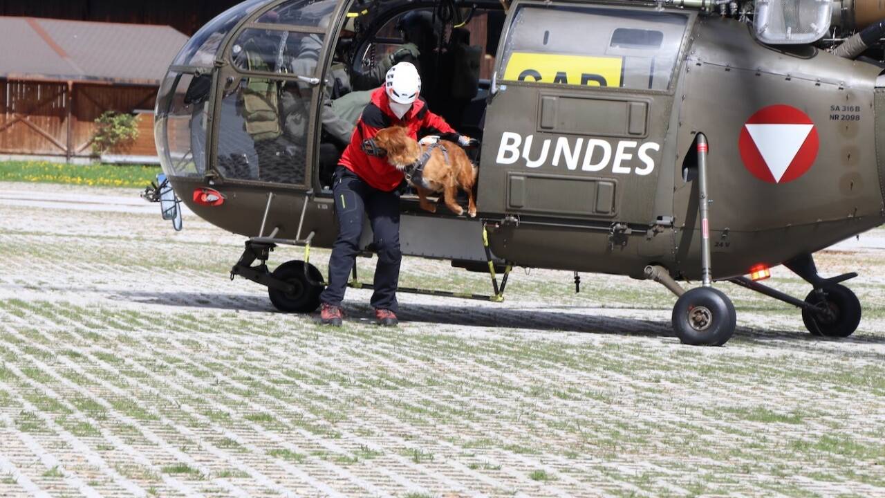 Die Junghunde beginnen mit einem Flug im Innenraum. 