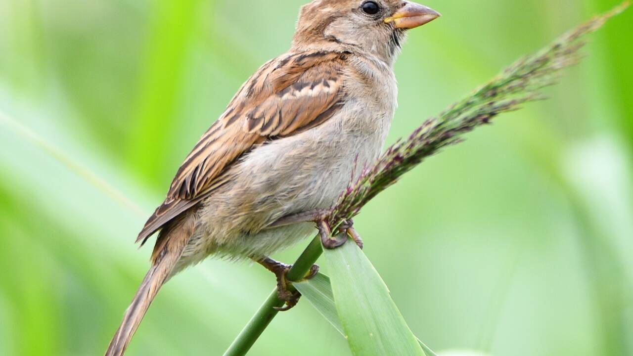 Ein weiblicher Haussperling (Passer domesticus), volkstümlich als Spatz bekannt, sitzt auf einem Grashalm.  