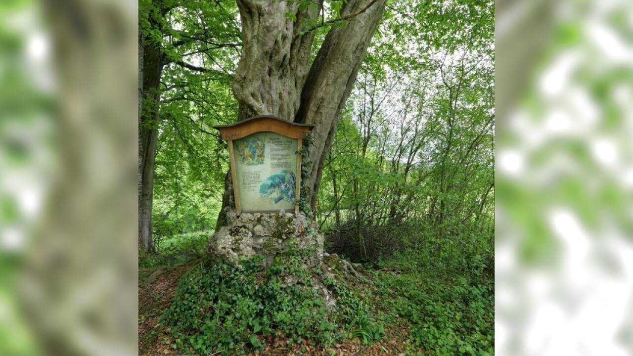 Das vergleichsweise junge Marterl steht unter einem mächtigen Baum. Das vergleichsweise junge Marterl steht unter einem mächtigen Baum.