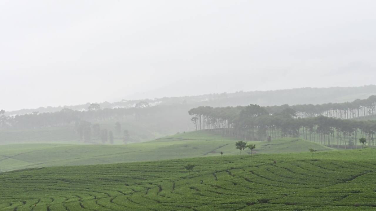 Akuter Regenmangel setzt Tee-Plantagen zu Akuter Regenmangel setzt Tee-Plantagen zu