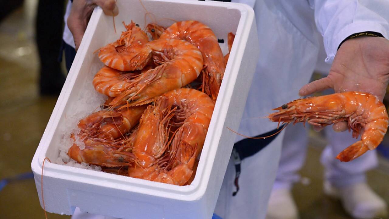 Garnelenzucht in der Steiermark startet den Verkauf  Garnelenzucht in der Steiermark startet den Verkauf