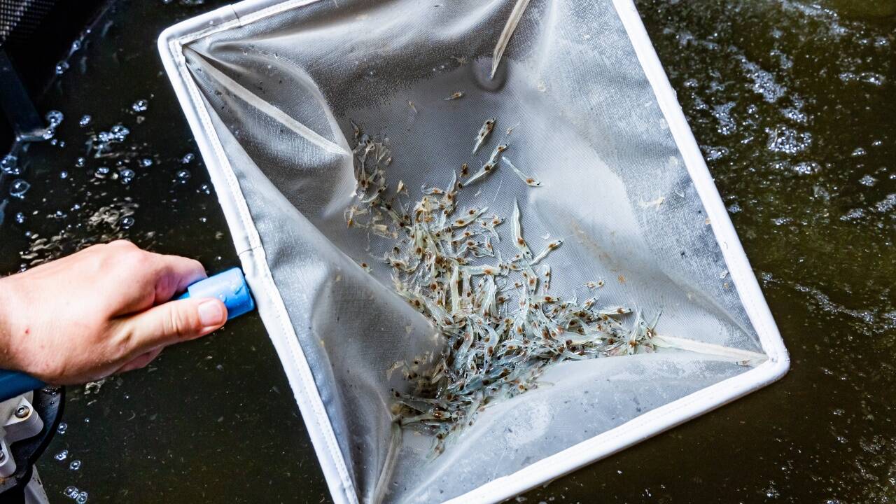 Vom Ei zum ausgewachsenen Tier: White Panther beliefert auch andere Zuchtanlagen mit Larven.  Vom Ei zum ausgewachsenen Tier: White Panther beliefert auch andere Zuchtanlagen mit Larven.