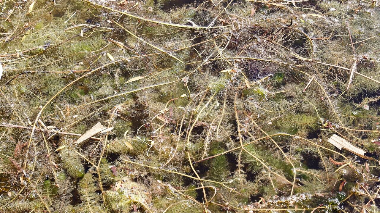 Wasserpflanzen wie das Tausendblatt machen dem Bürmooser See zu schaffen.  
