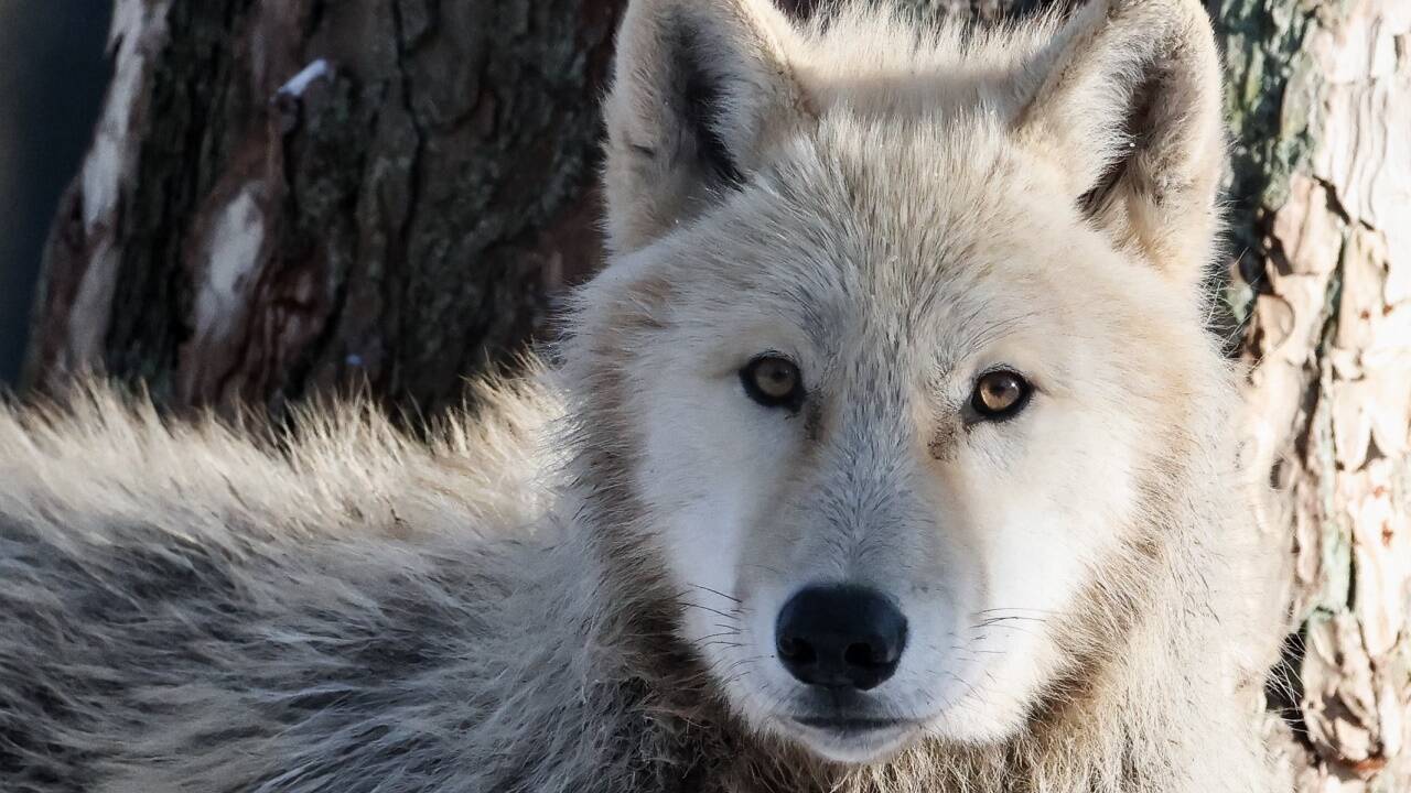 Der Wolf – wieder einmal gibt es Aufregung um den geschützten Räuber ... 