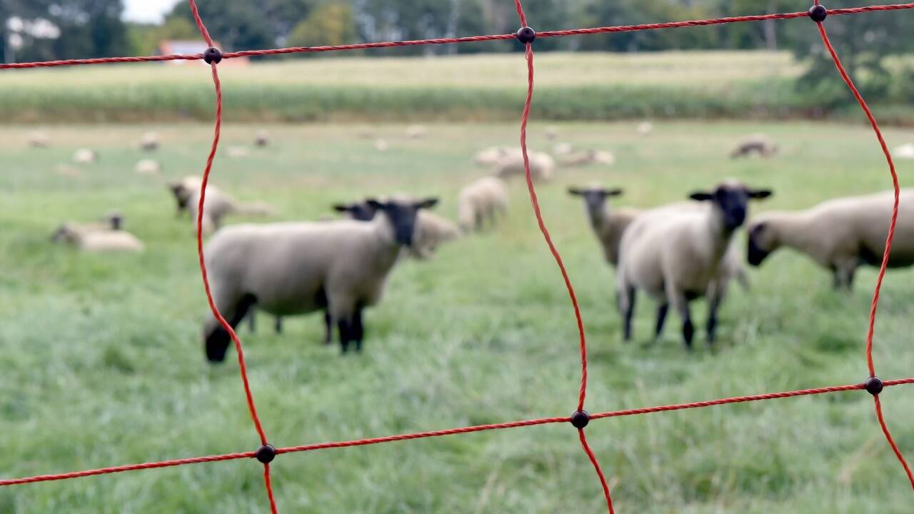 Schutz vor dem Wolf: Schafe hinter Elektrozäunen sind in Österreich immer noch eine Seltenheit. 